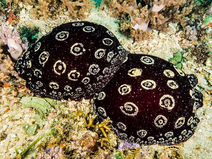 Pleurobranchus weberi